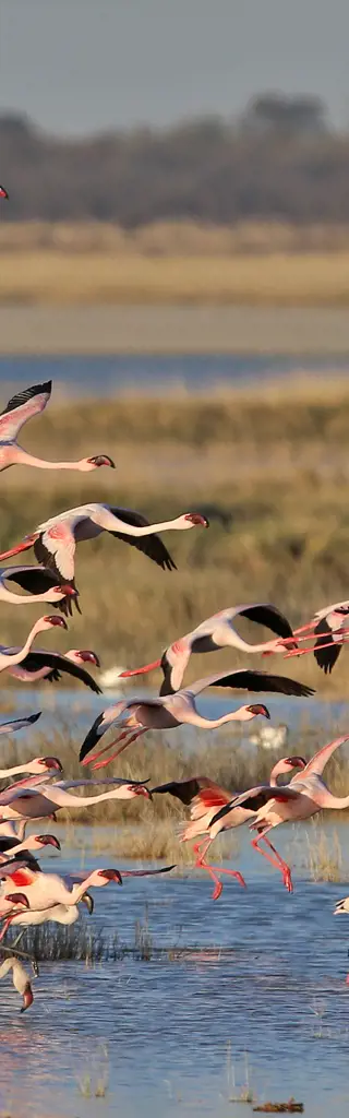 Let's go wild im südlichen Afrika